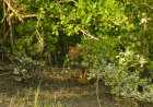 Tour De Sundarbans: A Journey Towards Sustainable Tourism in India